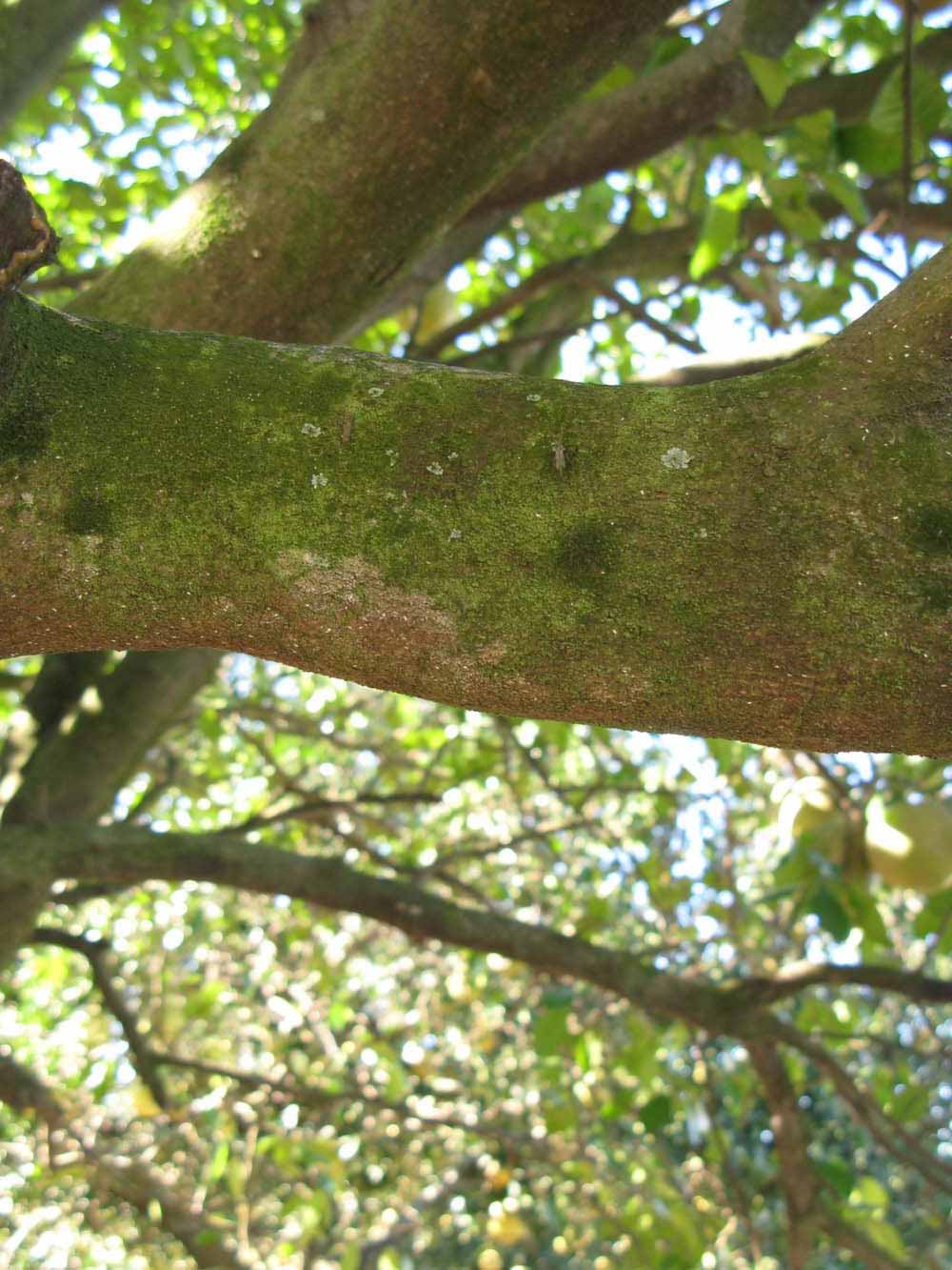                Bark (Sha Tian You, Winter Haven, FL)       